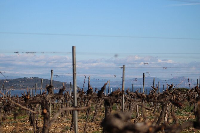 1/2 day private Vintage tour, vineyards of Saint-Tropez - Who will enjoy this outing most
