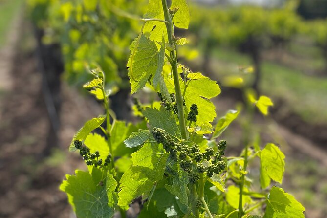 1/2 day private Vintage tour, vineyards of Saint-Tropez - Timing, weather, and practical planning