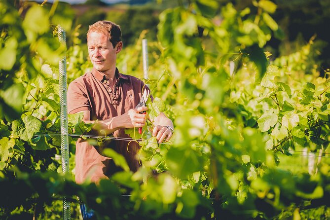 1.5-Hour Swanaford Vineyard Tour And Tasting Experience - From grape growing to the tasting barn