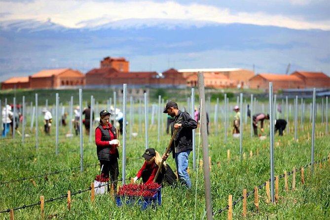 1-Day tour to Aragatsotn Wine region and Wine Route. - Armenia Wine, the first two-hour stop