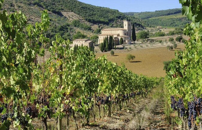 1-Hour Experience with Brunello. Visit to the Vineyard and Cellar - Why this winery feels different from a standard cellar stop