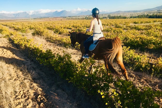 2 Hour Vineyard Trail Ride - Vredenheim Wine Estate beyond the saddle