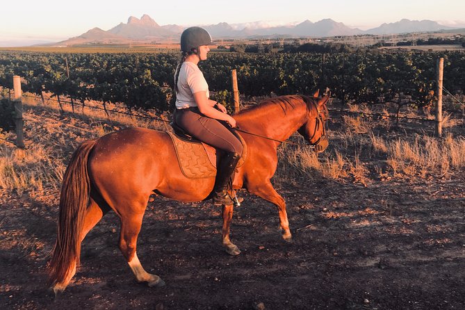 2 Hour Vineyard Trail Ride - A quick look at Spier Wine Farm