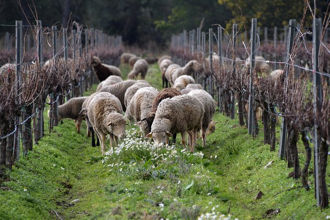 4x4 tour in a winery followed by a tasting - Timing, meeting point, and weather