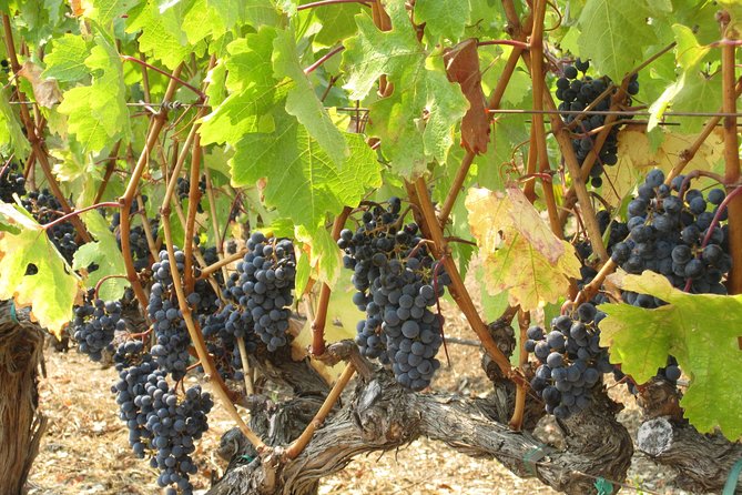6-Hour Private Wine Country Tour of Napa in Crossover SUV (up to 6 people) - Booking details that matter