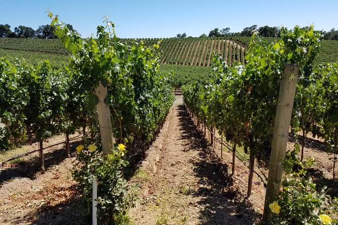 6 Hour Private Wine Country Tour (Sedan, SUV or Limo) - A private six hour day in Napa or Sonoma