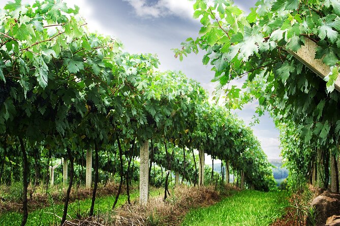 8 Hour Private Tour in Wine Country from San Francisco - The long road to Napa Valley
