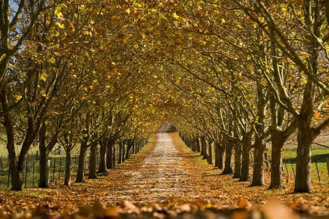 A Day In The Vineyards || Luxury Private Winery Tour From Sydney - Lunch plans at Mount Ashby Estate