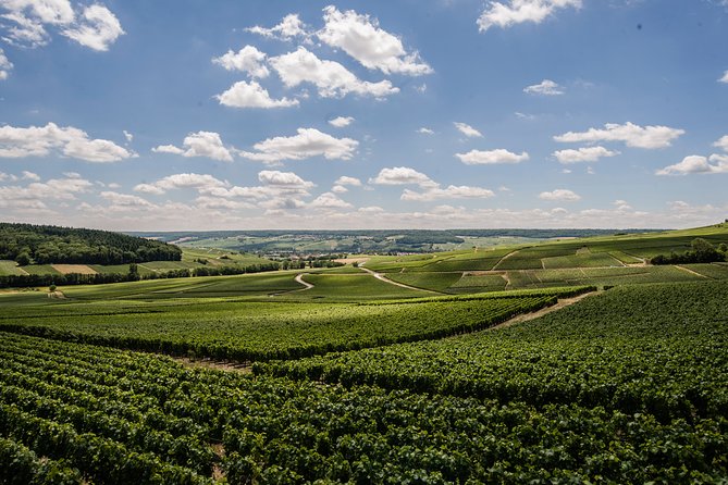 A unique sensory experience in the vineyards - A grower-led Champagne morning near Fleury-la-Rivière