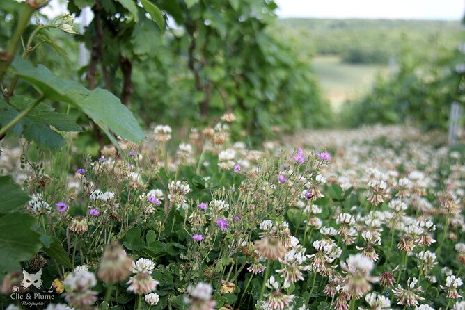 A unique sensory experience in the vineyards - Timing, meeting point, and physical demands