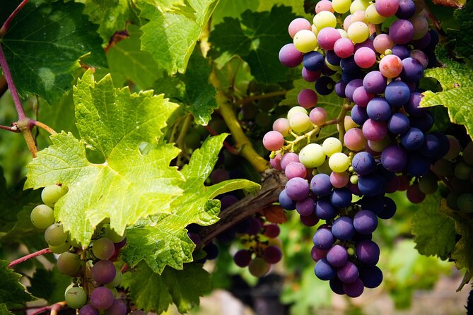 A Wine Tasting Experience in the Vineyards of the Desert - Leaving Tucson at 10 a.m.