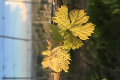 Abellonio Cascina Piccaluga – visit to the vineyards, to the wine tasting cellar