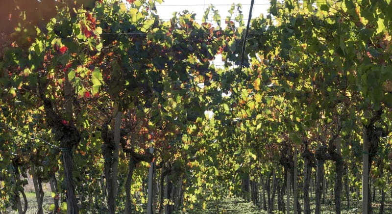 Agrigento: Vineyards and Wine Tasting Experience - Inside the Winery, Where Past Meets Present