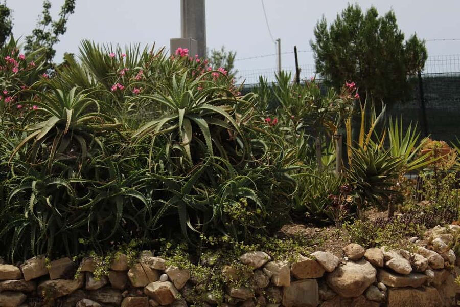 Agrigento: Wine tasting and walk in the vineyards. - FAQ
