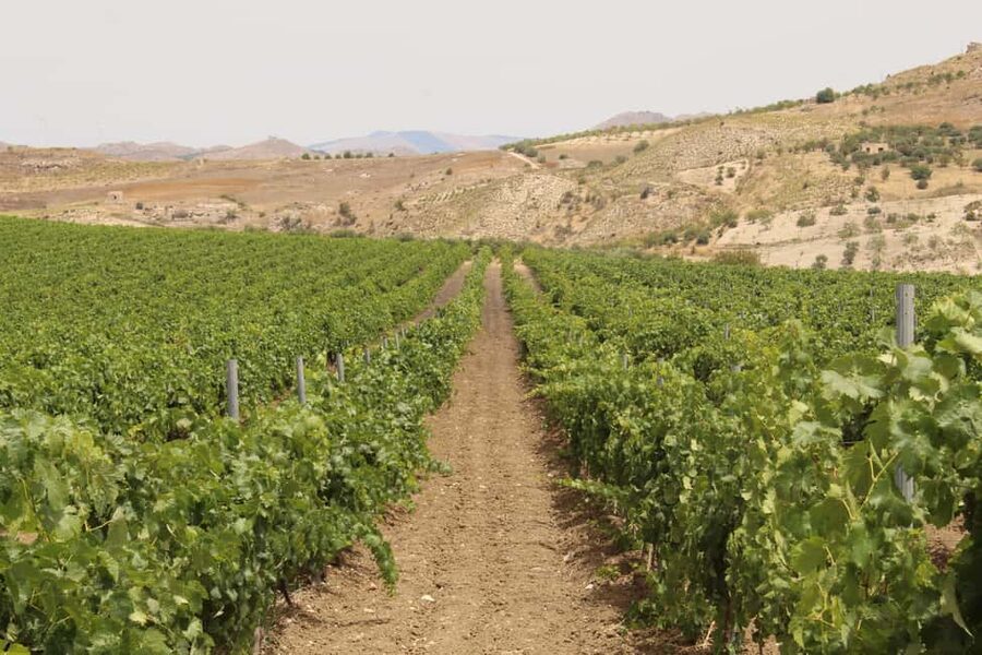 Agrigento: Wine tasting and walk in the vineyards. - A Family Estate With a Personal Touch