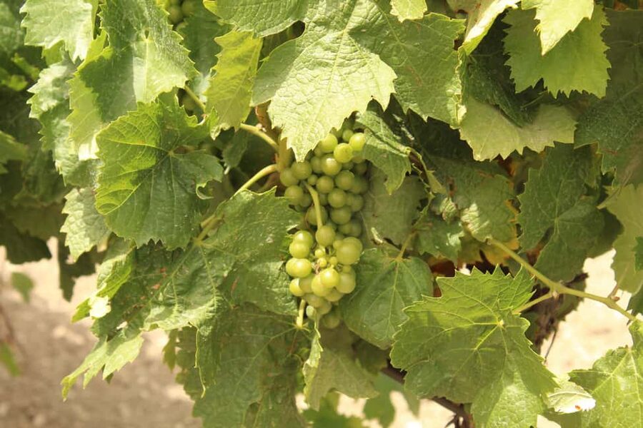 Agrigento: Wine tasting and walk in the vineyards. - Is $105 a Fair Price?