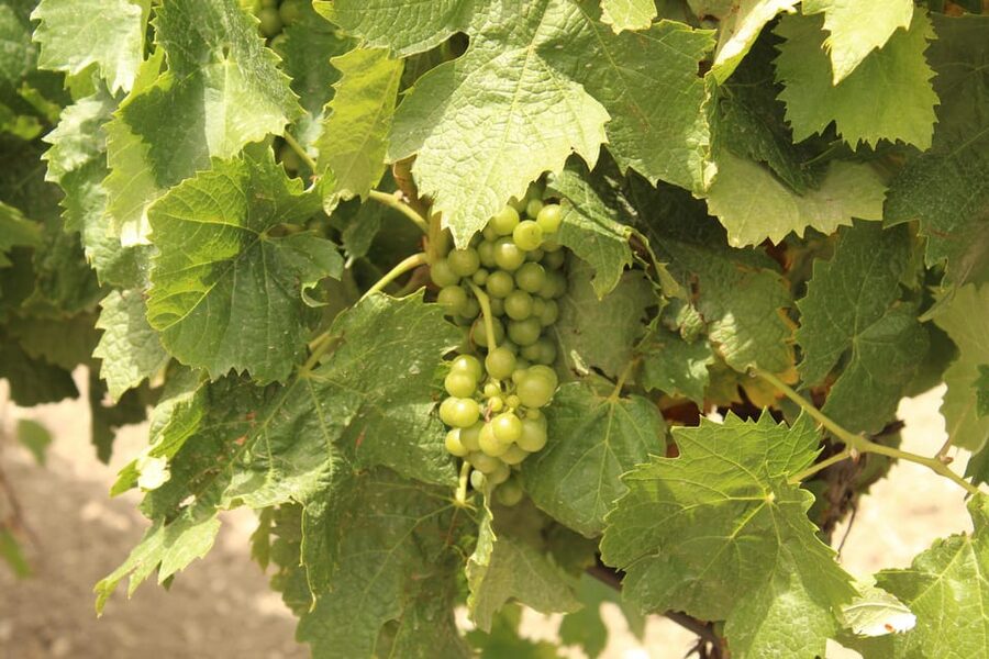Agrigento: Wine tasting and walk in the vineyards. - Practical Details Before You Book