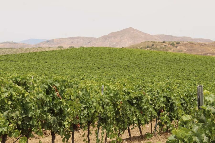 Agrigento: Wine tasting and walk in the vineyards. - Should You Book This Sicilian Vineyard Experience?