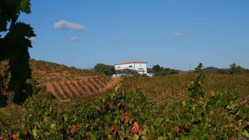 Albufeira, Olhão, Faro: Visit a vineyard, Free time in Silves - Why this Algarve day trip works