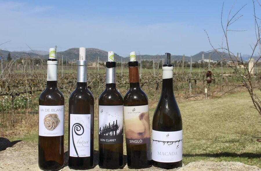 Alcúdia/Can Picafort: Guided Vineyard Visit and Wine Tasting - Key points at a glance