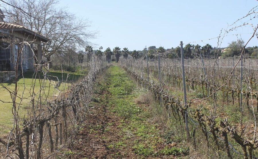 Alcúdia/Can Picafort: Guided Vineyard Visit and Wine Tasting - What this Mallorca wine visit is really like
