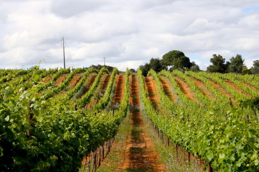 Algarve: 3 Types of Wine Tastings with Vineyard Views - Key points at a glance