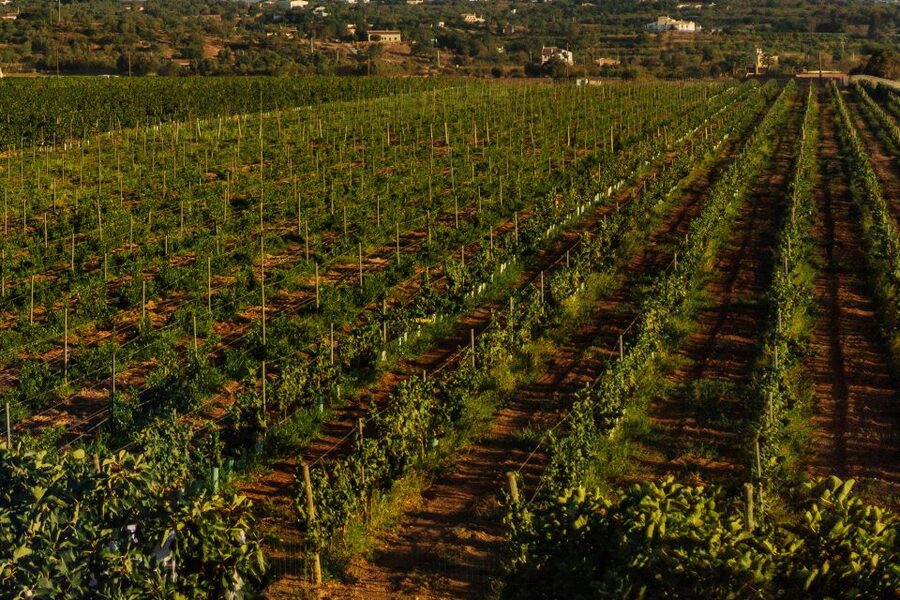 Algarve: Vineyard Tour & Premium Wine Tasting in Silves - Key points to know before booking
