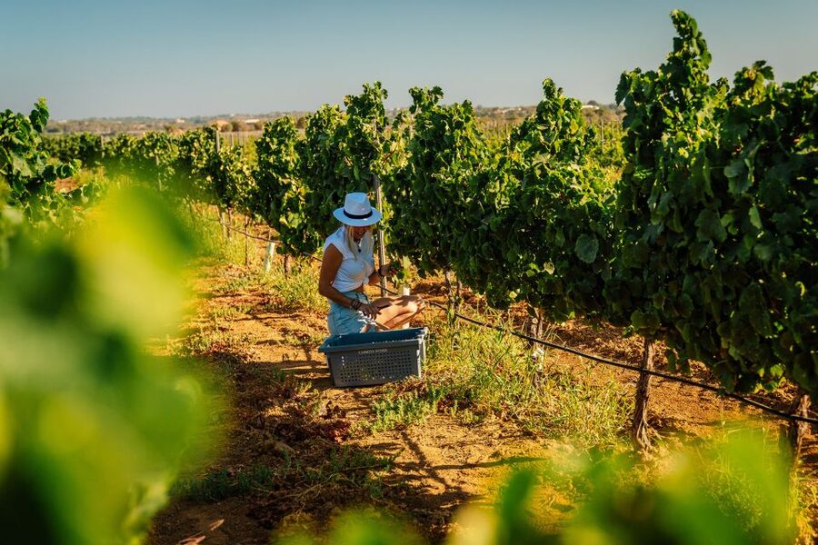 Algarve: Vineyard Tour & Premium Wine Tasting in Silves - A short introduction to Algarve wine