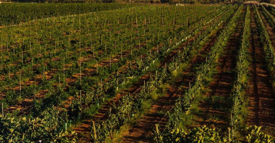 Algarve: Vineyard Tour & Premium Wine Tasting in Silves - Who will enjoy this Cabrita Wines experience?