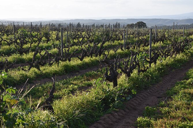 Algarve wine tour and farmer's lunch at wine estate - The farmer’s lunch at Morgado do Quintão or Quinta dos Santos