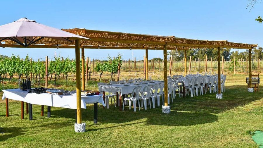 Alghero: lunch or dinner in the vineyard - Who will enjoy this experience most?