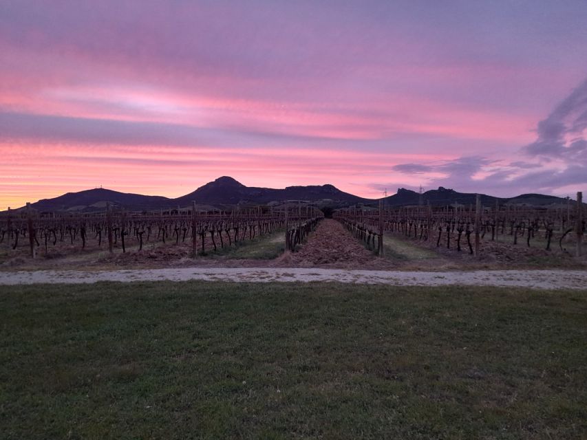 Alghero: wine tasting w/ local aperitif in the vineyard - A family vineyard near Porto Ferro
