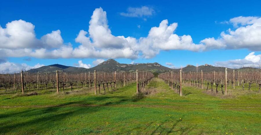 Alghero: wine tasting w/ local aperitif in the vineyard - The vineyard and cellar walk