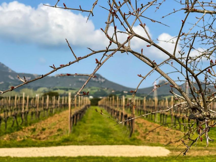 Alghero: wine tasting w/ local aperitif in the vineyard - Sitting among the vines