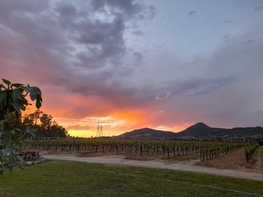 Alghero: wine tasting w/ local aperitif in the vineyard - What the $61 price includes