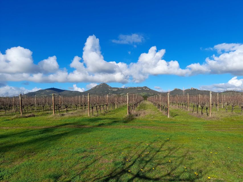 Alghero: wine tasting w/ local aperitif in the vineyard - Should you book the Oltremare vineyard tasting?
