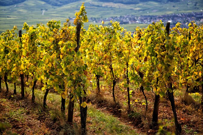 Alsace Wine Route Wineries & Tasting Small Group Guided Tour from Strasbourg - What $260.12 represents