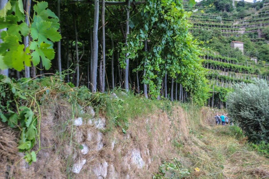 Amalfi: Walking tour between Furore vertical Vineyards - What to bring and who should skip it
