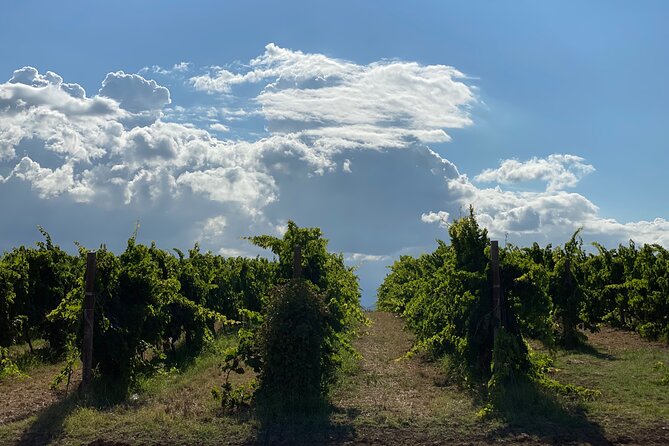 Among ancient sunny vineyards, visit and taste the wines from the San Lorenzo cellar - Who will enjoy this wine tour most?
