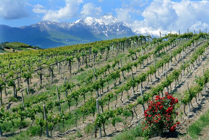 Among ancient sunny vineyards, visit and taste the wines from the San Lorenzo cellar - From the fields to the barrel cellar