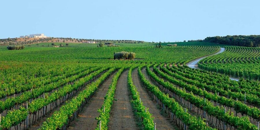 Apulia: Guided Vineyard Tour with Wine Tasting - Key points at a glance