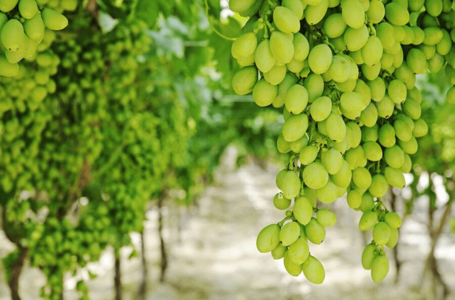 Apulia: Guided Vineyard Tour with Wine Tasting - How the three tasting packages differ