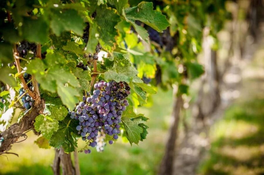 Apulia: Guided Vineyard Tour with Wine Tasting - The guides make the difference