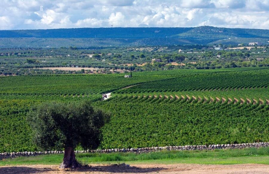 Apulia: Guided Vineyard Tour with Wine Tasting - Practical planning for the estate visit