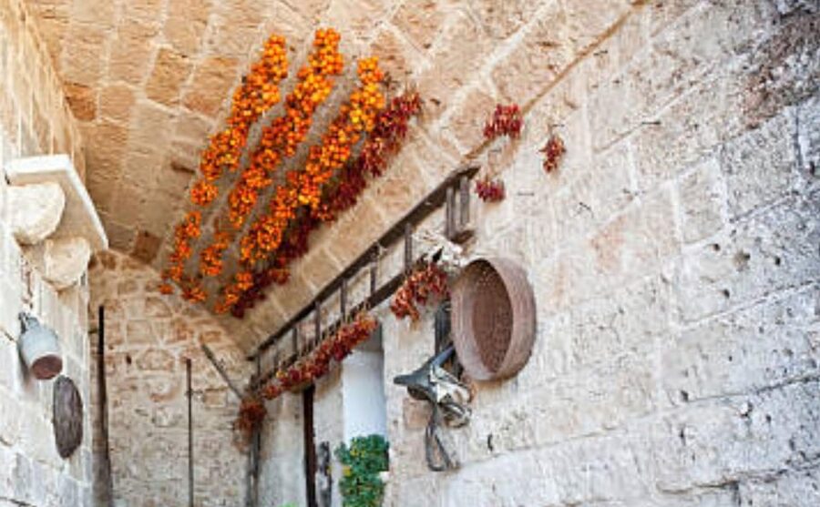 Apulia: Guided Vineyard Tour with Wine Tasting - Walking the vines and learning how grapes are grown