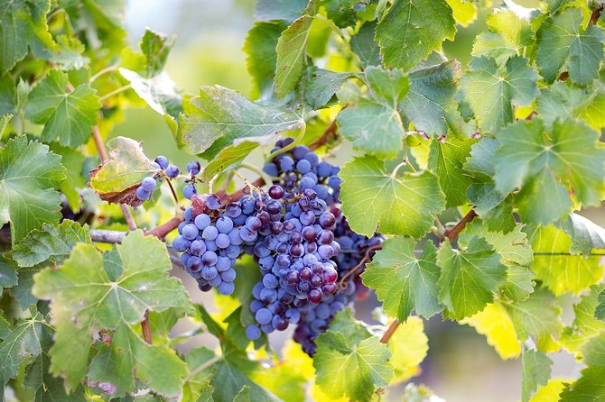 Archeology, visit to a vineyard and wine and pecorino cheese tasting - Nuraghe Gulunie of Osalla links archaeology to the sea