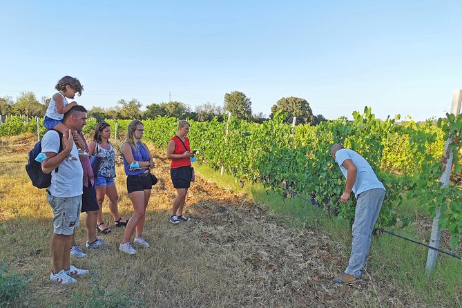 Archeology, visit to a vineyard and wine and pecorino cheese tasting - Su Barone begins with coast, pines, and wetlands