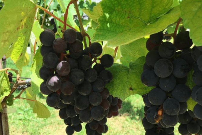 Art Of Wine – Travel Through The So-Called Wine Route Visiting Various Wineries - Why São Roque makes a good break from São Paulo