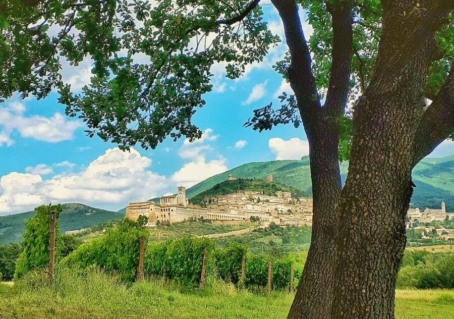 Assisi: Wine tasting, gourmet pairing, walk in the vineyards - A vineyard tasting close to the Basilica of Saint Francis