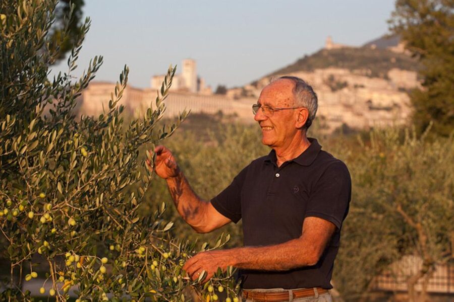 Assisi: Wine tasting, gourmet pairing, walk in the vineyards - The souvenir and what it adds